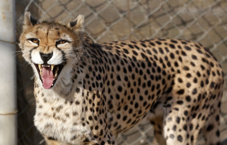 asiatic cheetah, iran