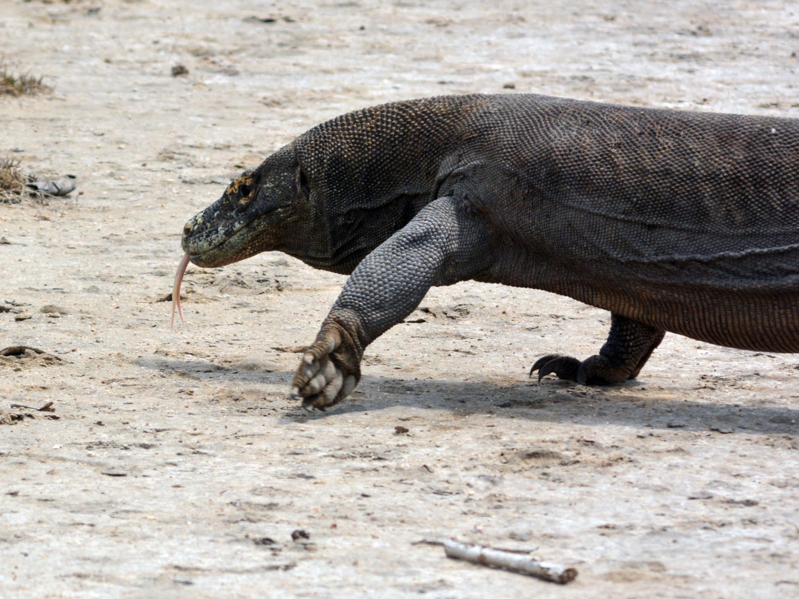 Bizarre Video Shows Komodo Dragon Walking Down Beach Wearing A Turtle On Its Head