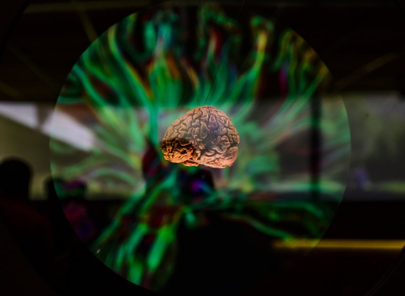 Model of Human Brain