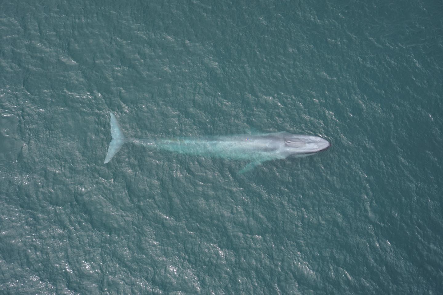 Blue Whale Heart Rate Can Drop to Just Two Beats Per Minute While