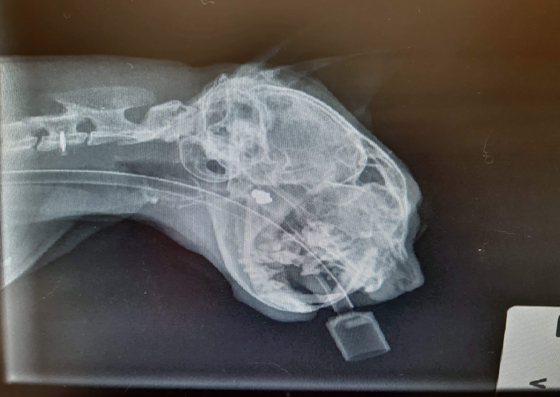 Herbie X-ray