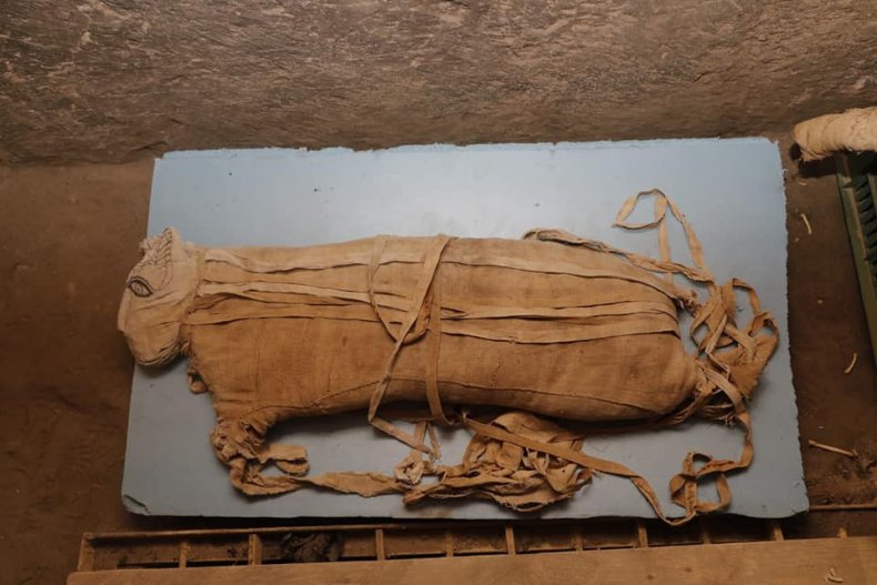 cat mummy