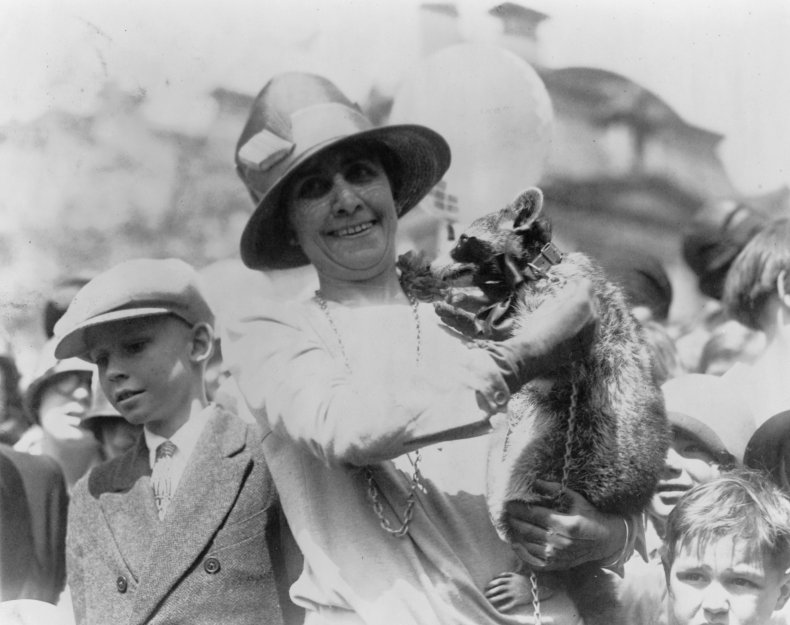 First Lady's Raccoon First Lady's Raccoon