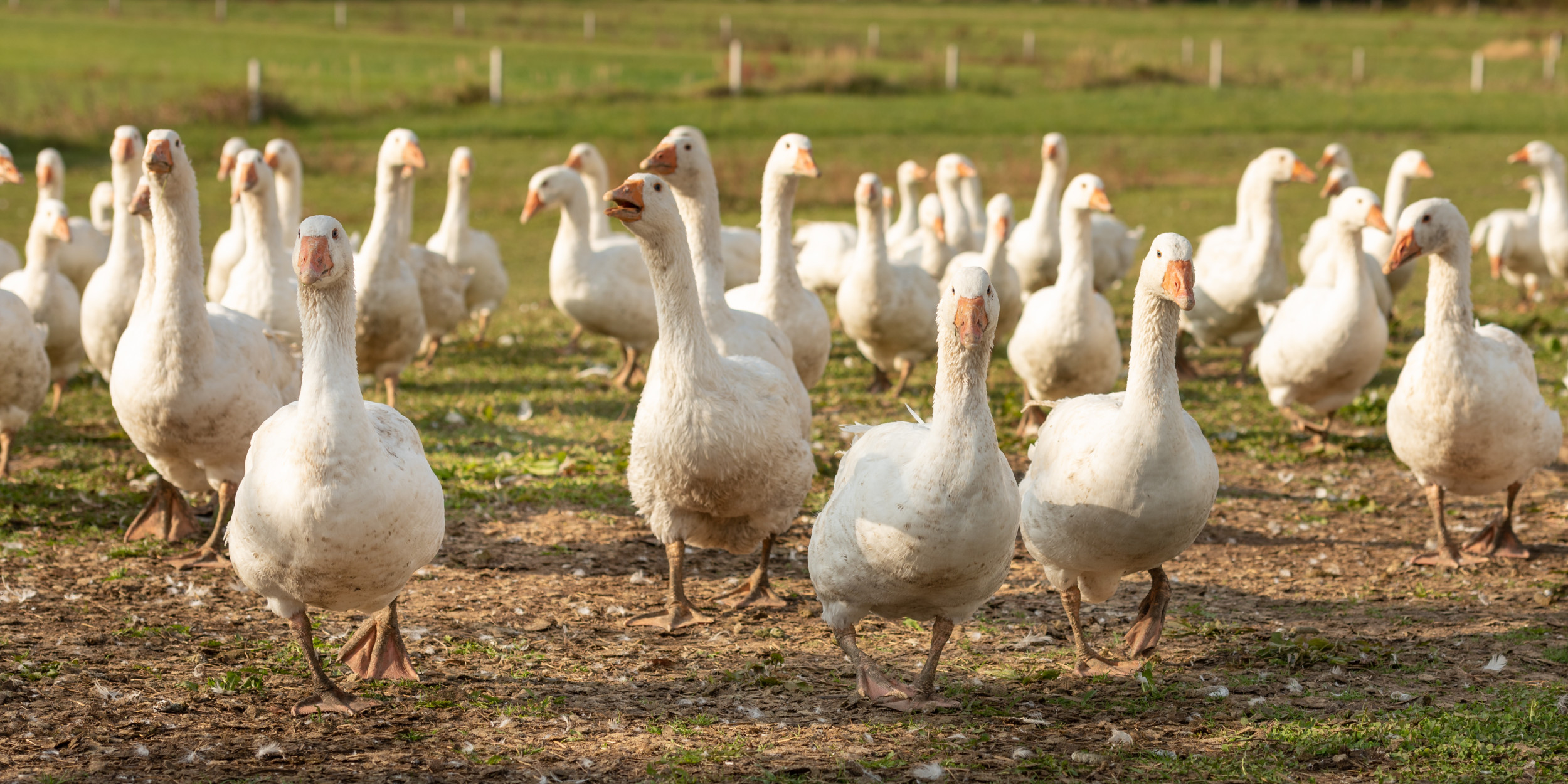 New York Mayor Bill de Blasio Enacts Animal Rights Law Banning Foie ...