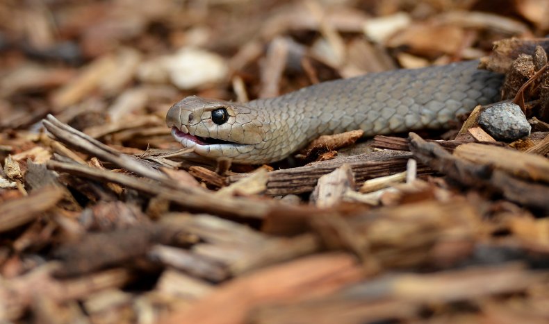 Eastern brown snake