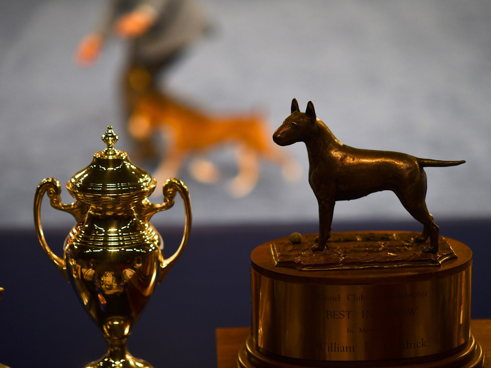 thanksgiving national dog show 2019 how to watch live stream time channel info for canine competition