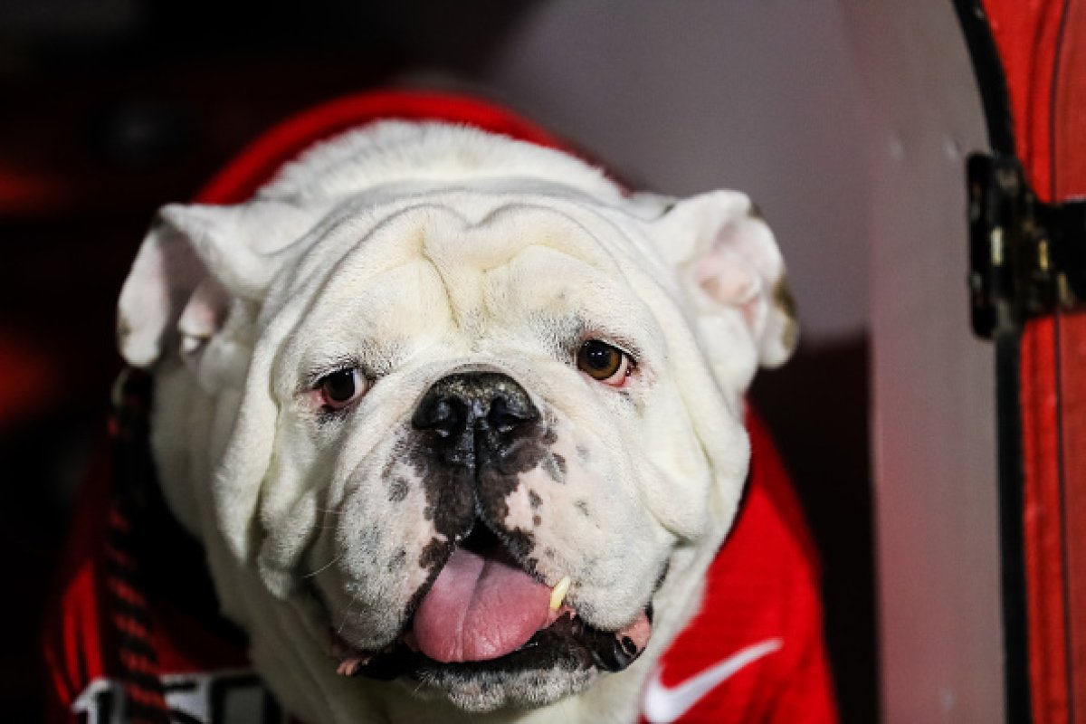 PETA Suggests Removal of Georgia Bulldogs Mascot, UGA Fans Bite