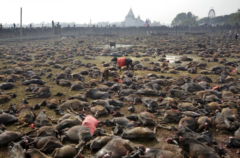 The Largest Mass Animal Sacrifice in the World Is About to Begin