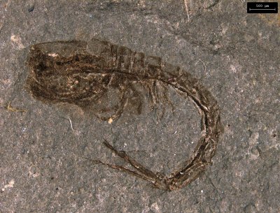 comma shrimp comma shrimp