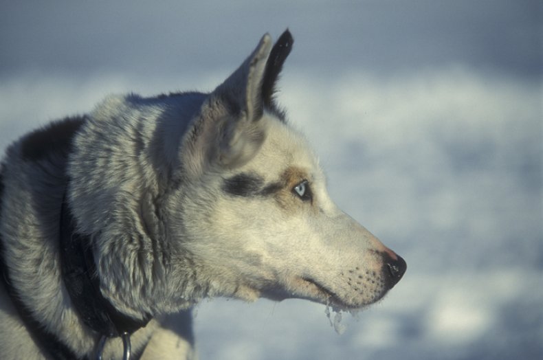arctic sledge dog