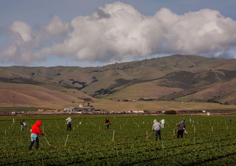 Farmers tend to lettuce