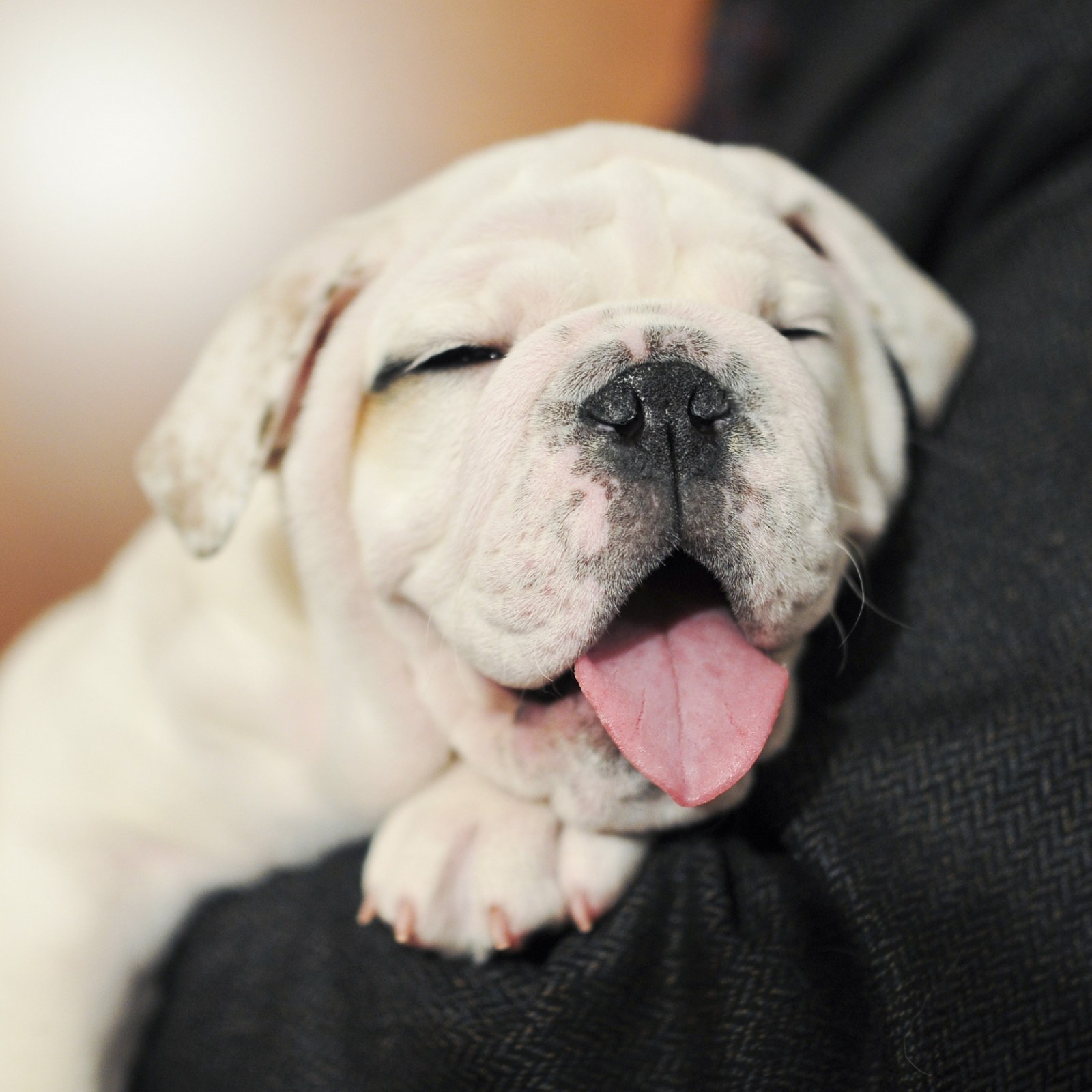 Black Friday 2019 Pet Sales Deals On Toys Treats Beds