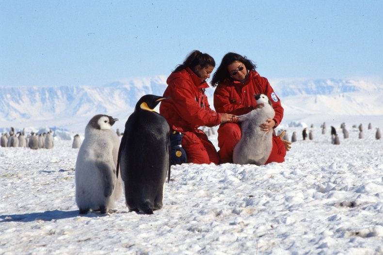 Emperor penguins