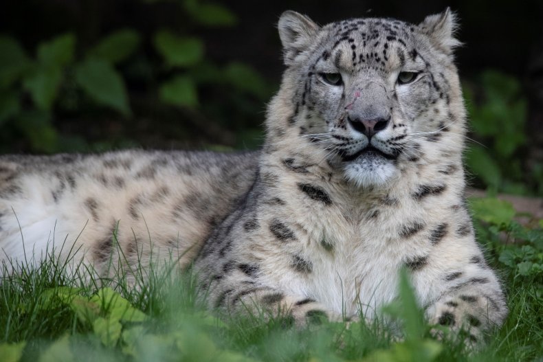 snow leopard