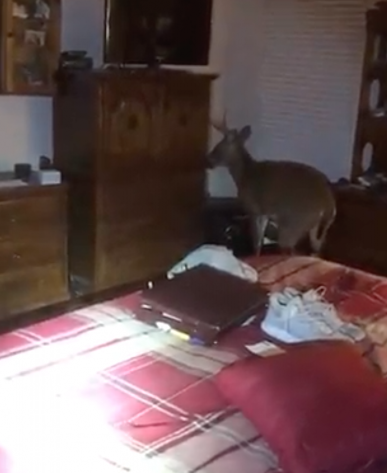 deer