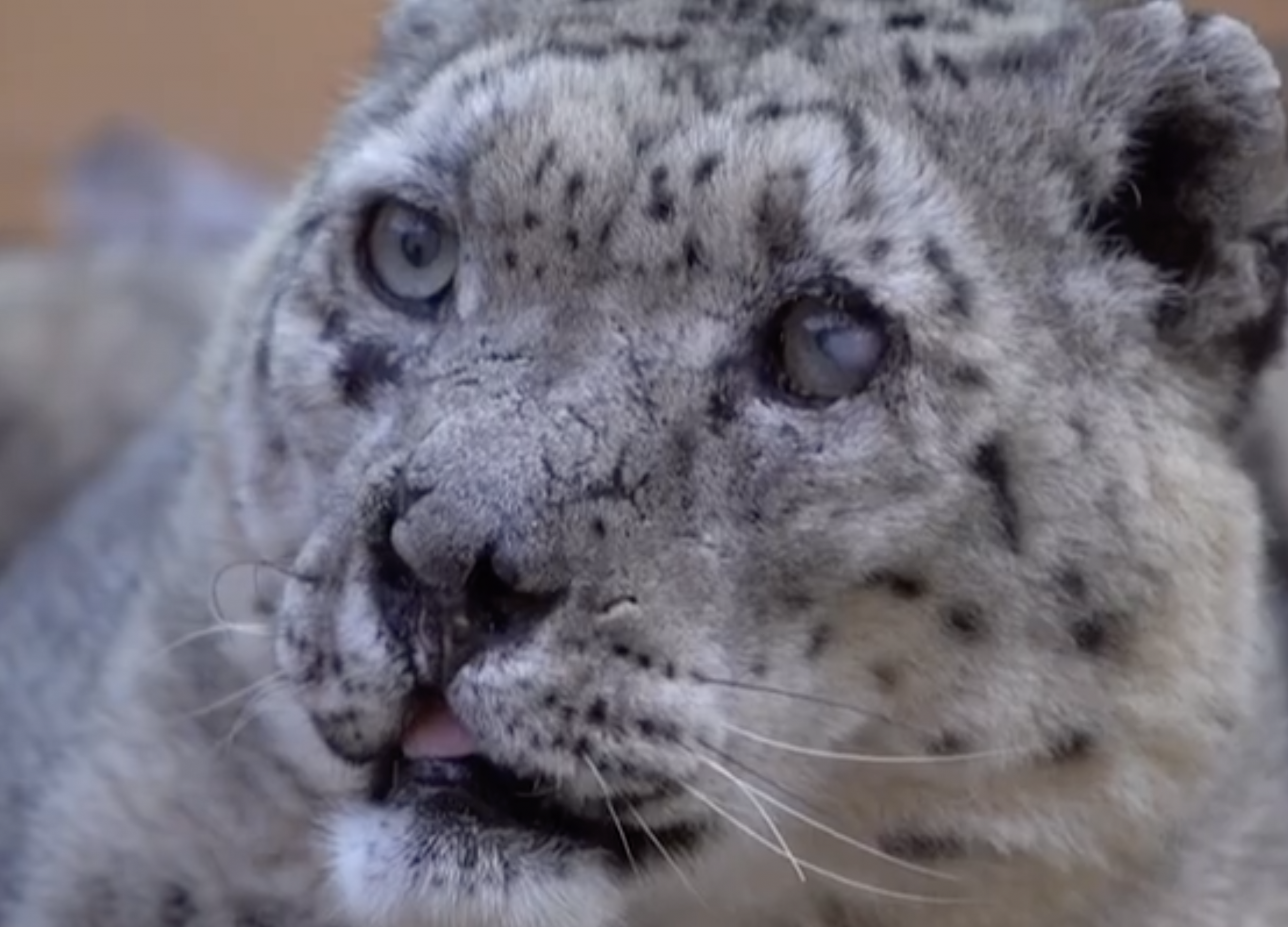 snow leopard eyes