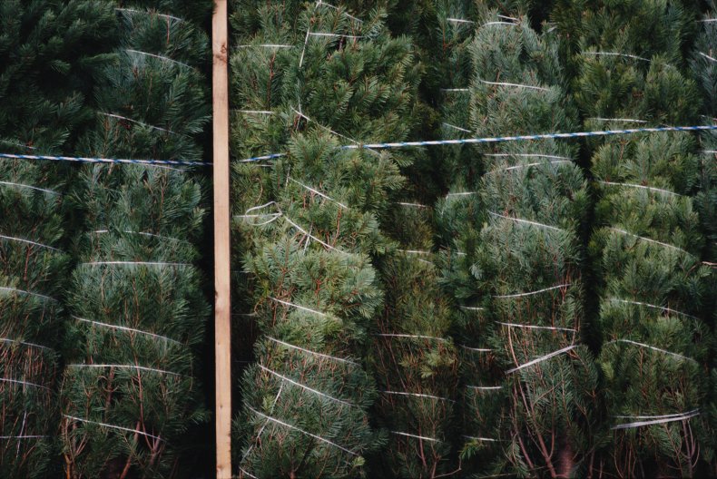 christmas trees
