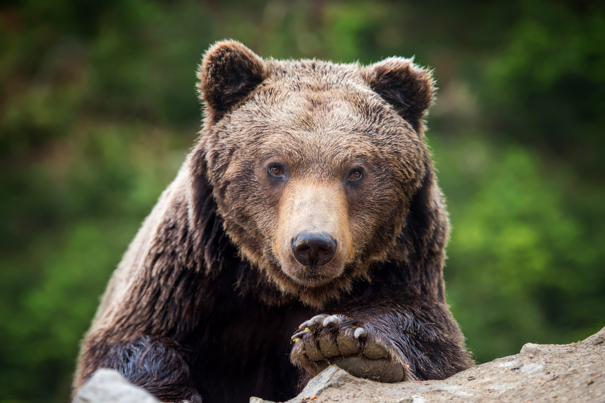 Bear Blamed For Car Break Ins At Alaska Airport That Resulted In Thousands Of Dollars In Damage