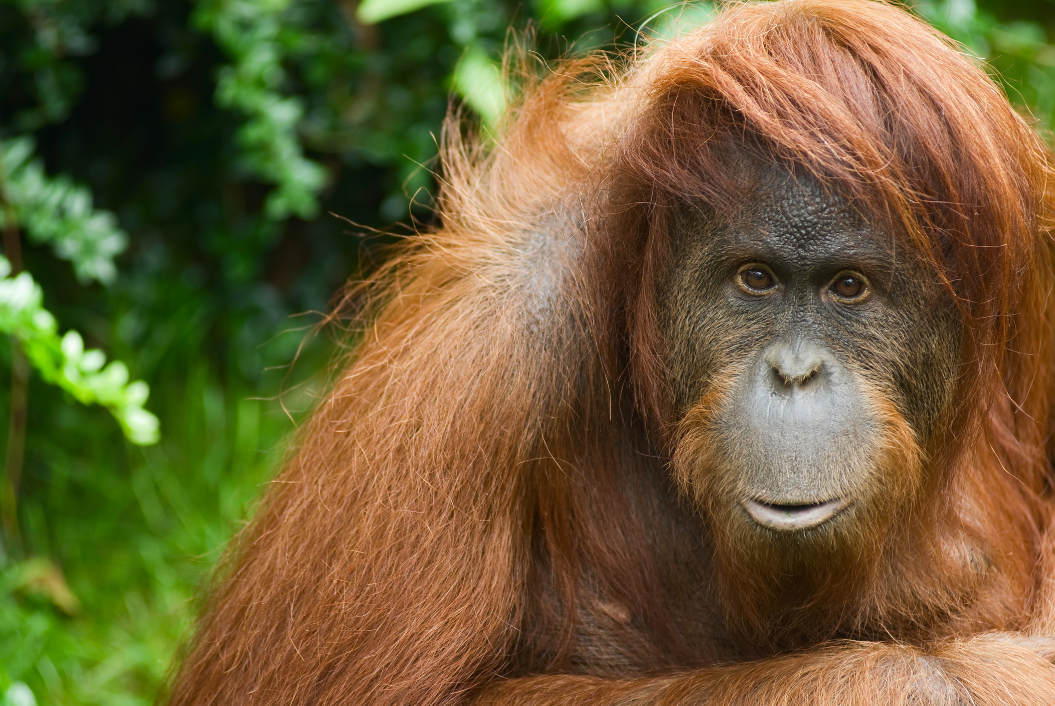 Orangutan Blinded After Being Shot in the Head 16 Times by Air Rifle in