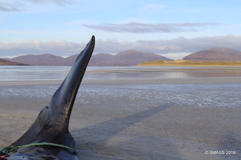 Sperm whale