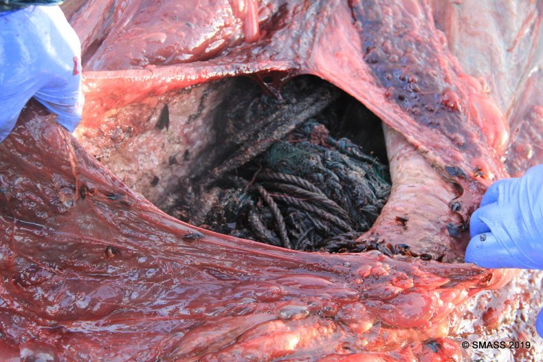 Sperm Whale Necropsy