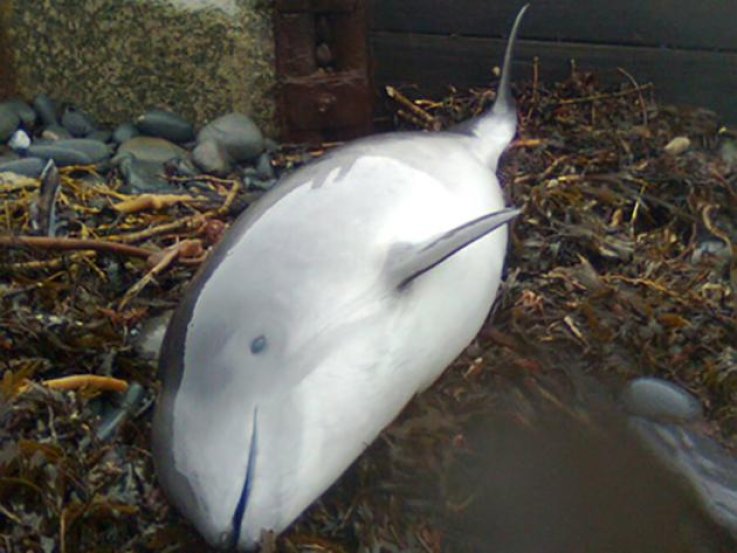 harbor Porpoise harbor Porpoise