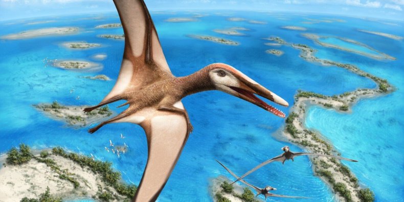 Mimodactylus libanensis, pterosaur