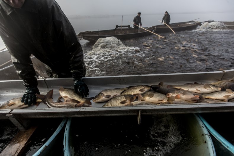 Carp fishing in Czech Republic