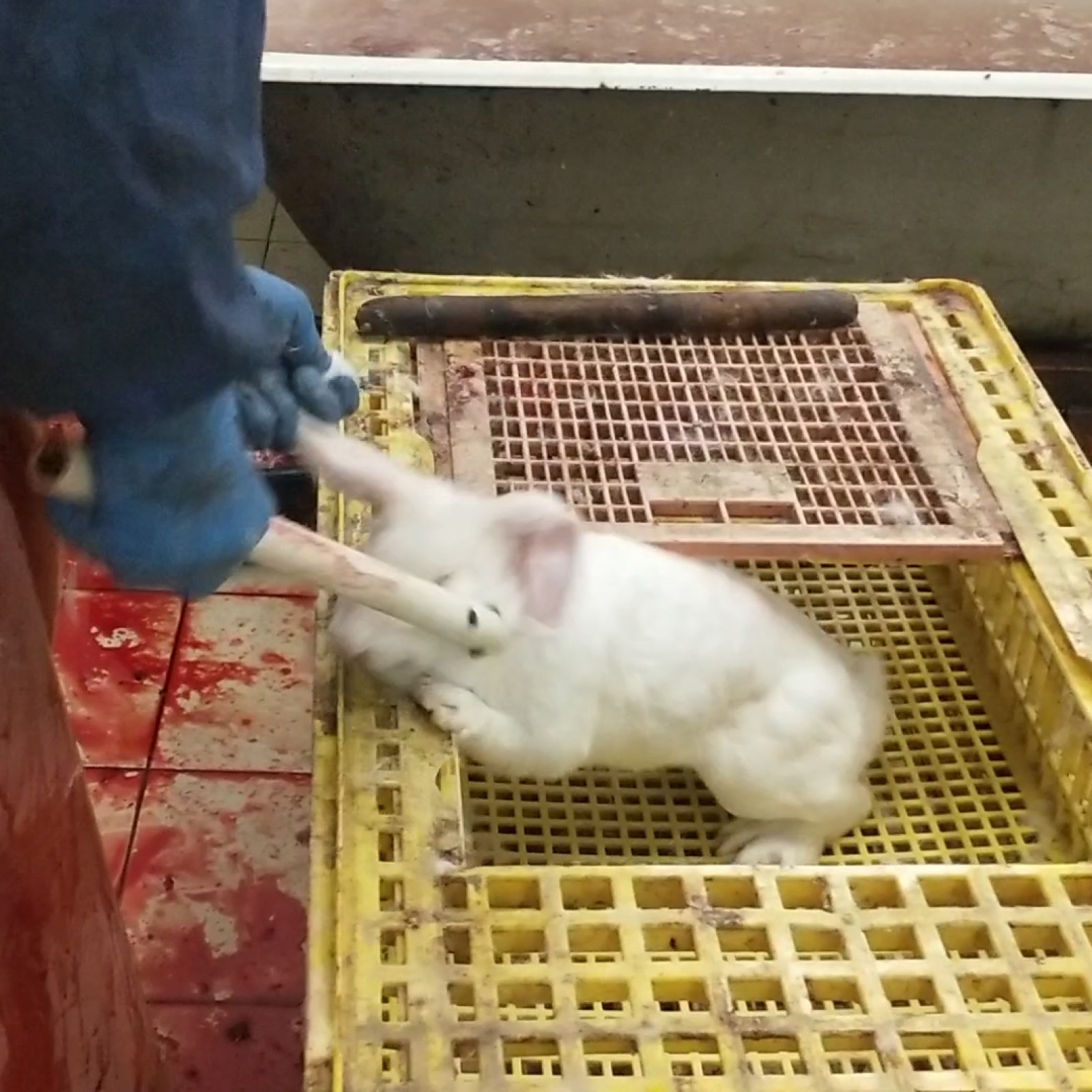 PETA Urges Nordstrom to Stop Selling Fur After Exposé Reveals Horrific  Treatment of Animals on Russian Fur Farms