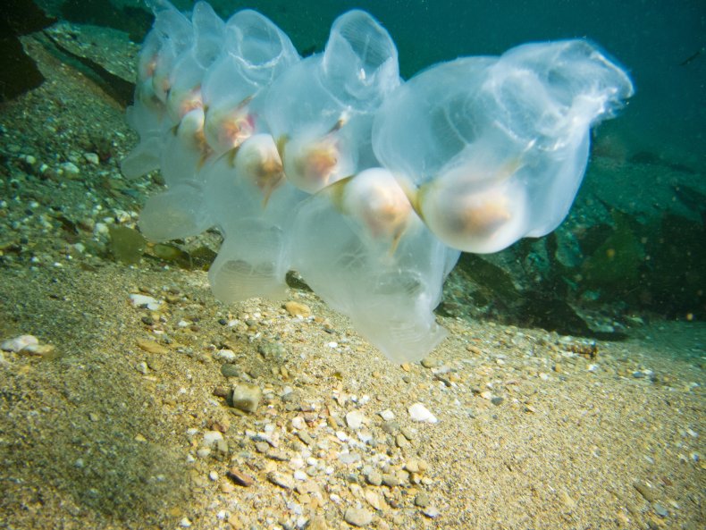 salp