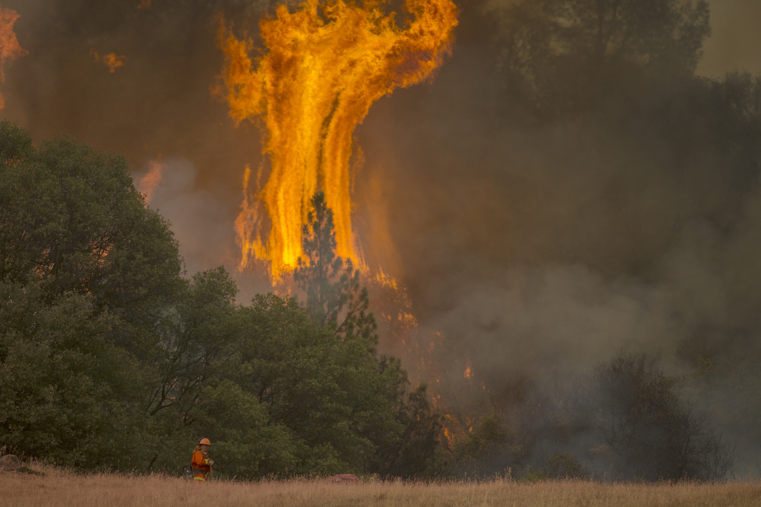 Forest burns