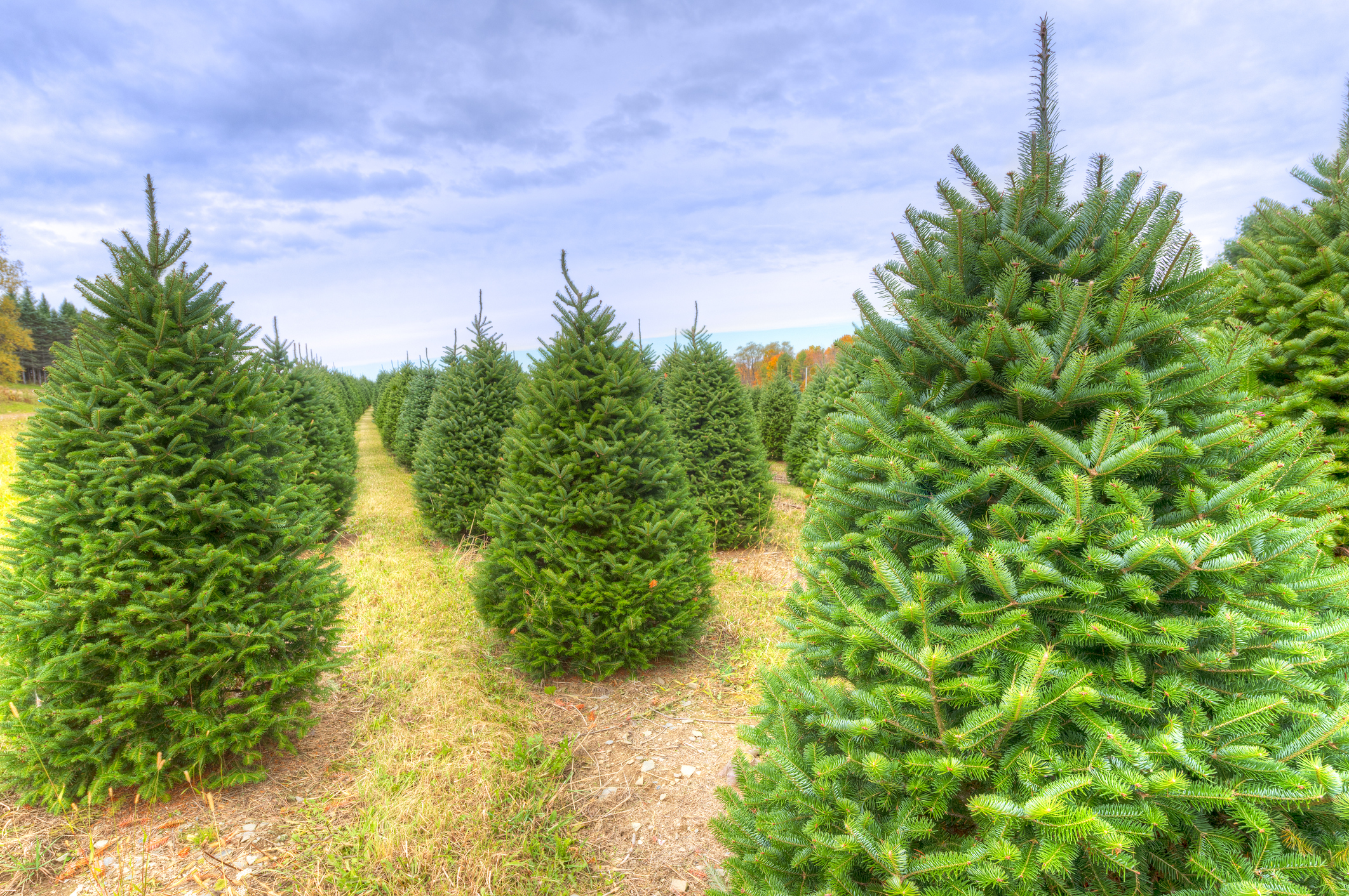 Tree Farmers Upset About Commercial That Calls Artificial Christmas ...