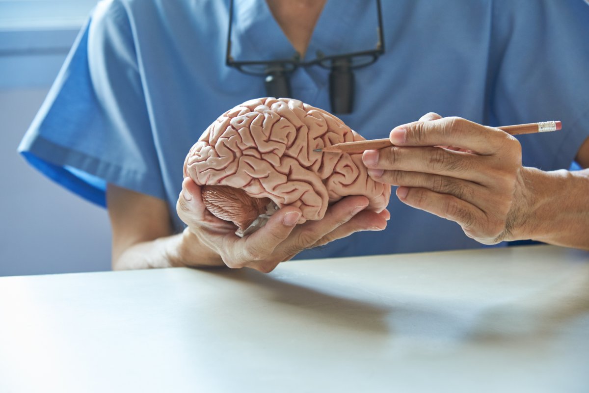 doctor holds human brain model