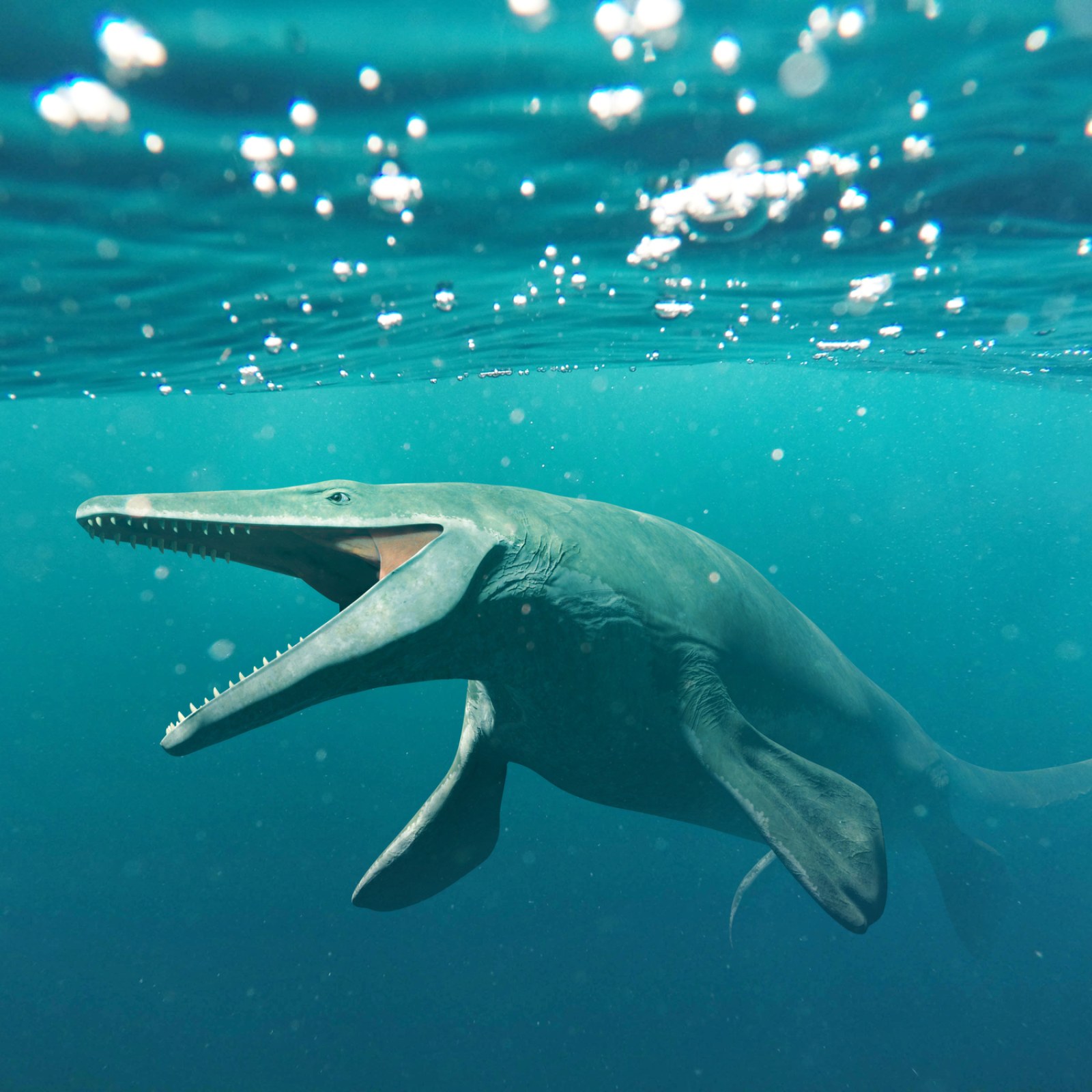 Basilosaurus basilosaurus