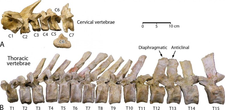 cervical and thoracic vertebrae of Aegicetus gehennae