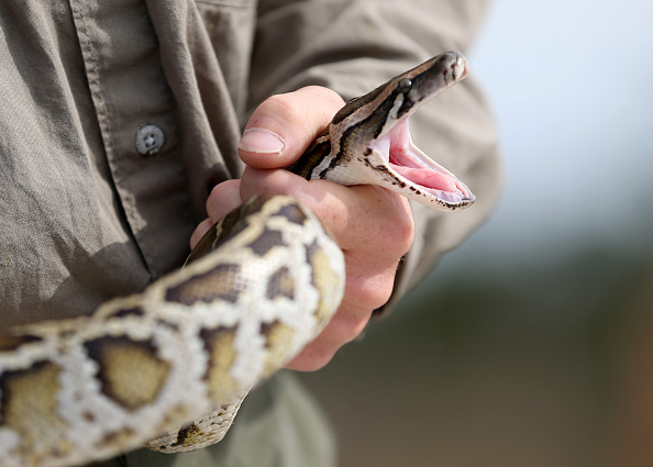 Snakeskin Football Created Ahead of Super Bowl to Promote Florida ...