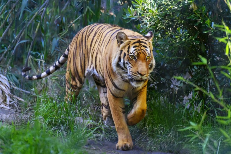 bengal tiger, animal, wildlife, stock, getty