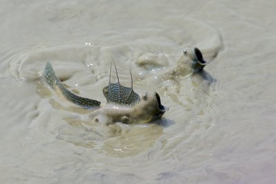 mudskipper mudskipper