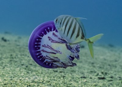 fish, jellyfish fish, jellyfish