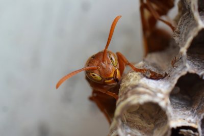 Ropalidia marginata Ropalidia marginata