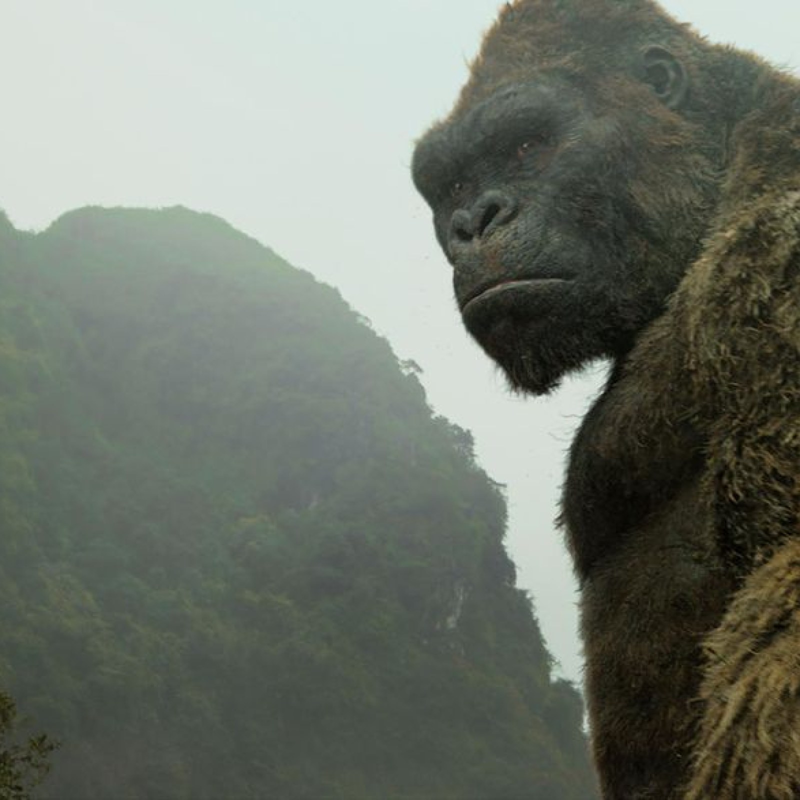 Godzilla Vs Kong Leaked Footage Reveals Ape King S Growth Spurt