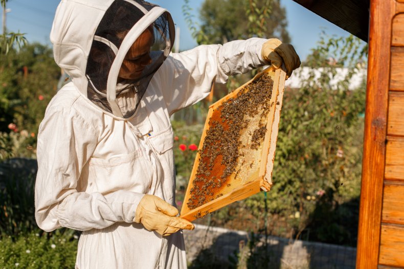 Beekeeper removing frame from beehive
