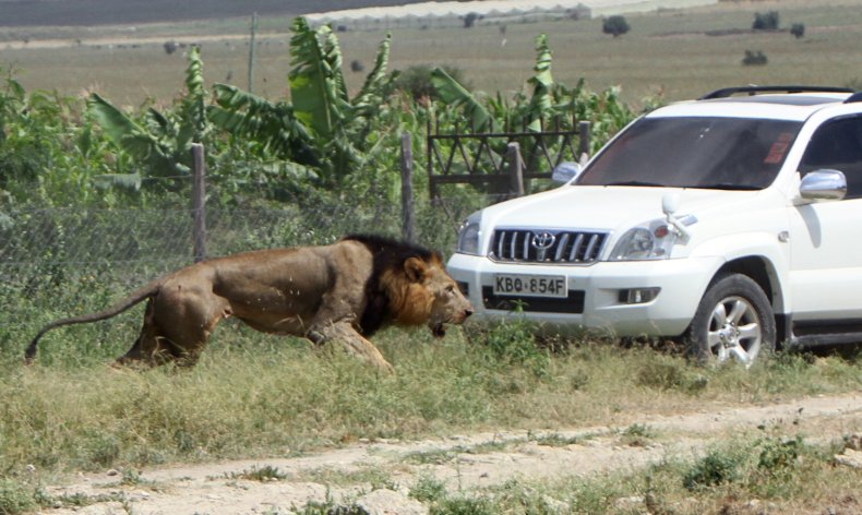 Nairobi lion