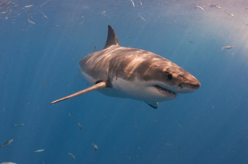 great white shark