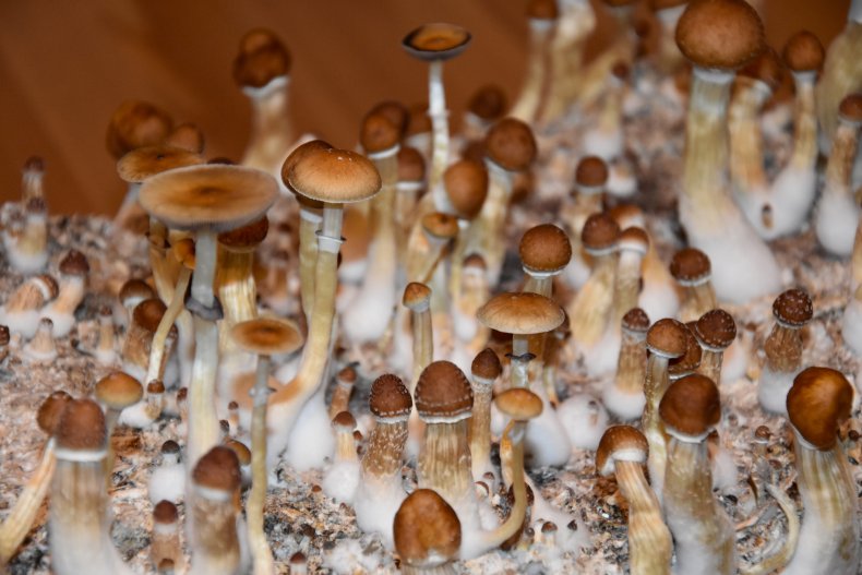 magic mushrooms, psilocybin, psychedelics, stock, getty