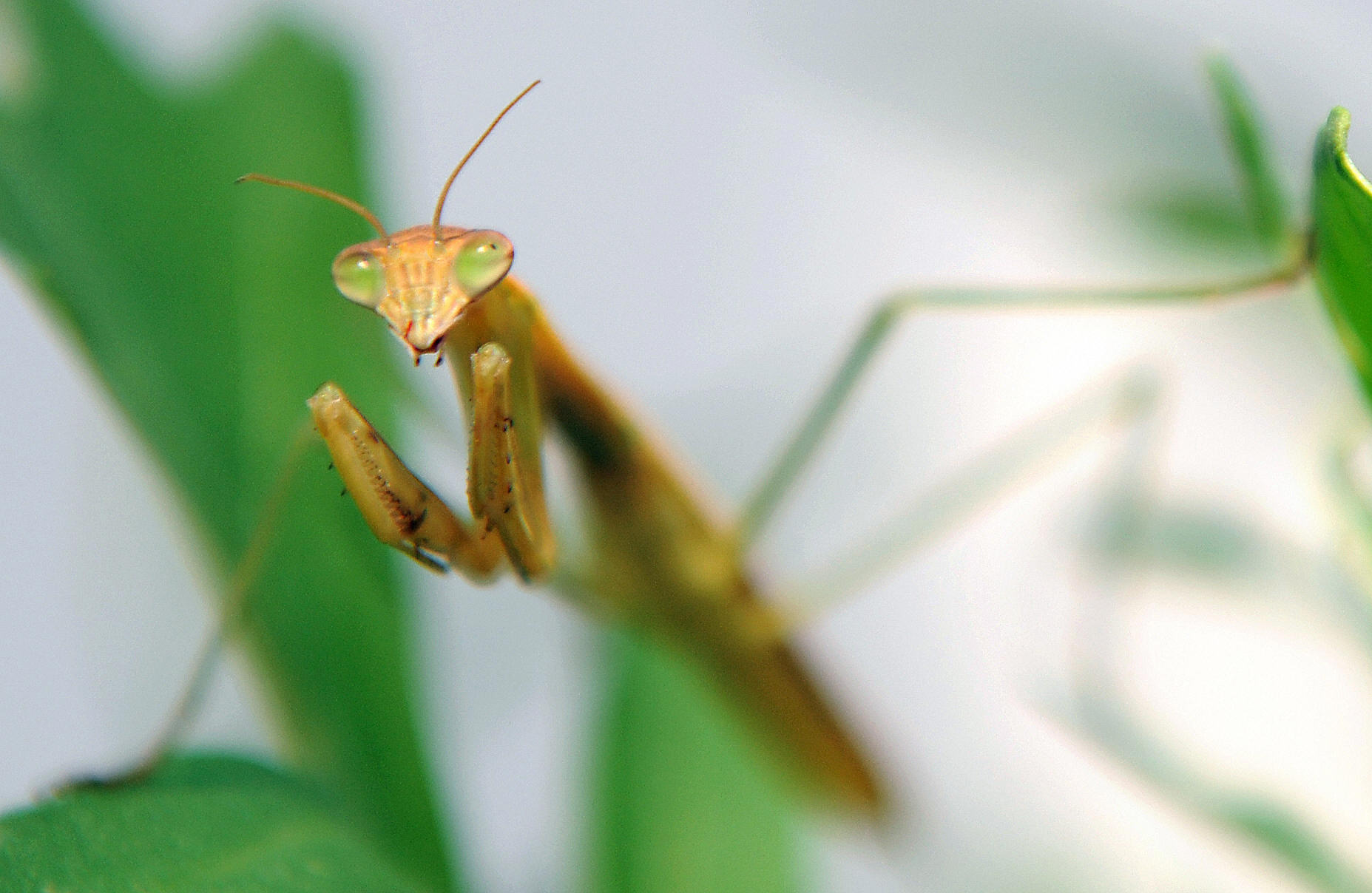 praying-mantis.jpg?w=790u0026f=0387563d78e8f591727b06f5a1f6930f