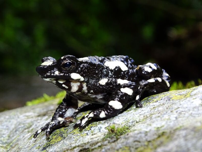 starry night harlequin toad