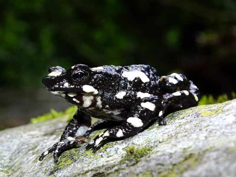 atelopus frog poisonous