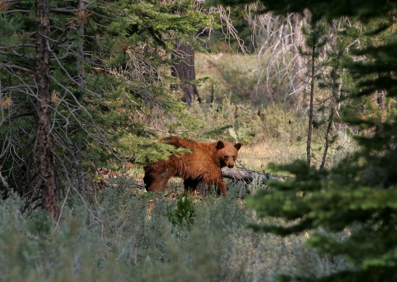Brown bear south lake tahoe