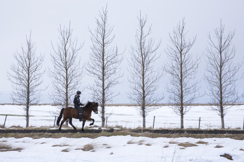 Icelandic woman riding horse